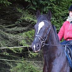 Dansk Varmblod Krogårdens Hard To Make