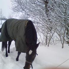 Traver Ærla K *RIP* 8-3-11