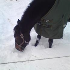 Traver Ærla K *RIP* 8-3-11