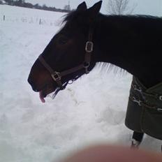 Traver Ærla K *RIP* 8-3-11