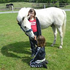 Tysk Sportspony Marcur II R.I.P.