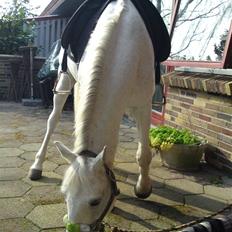 Tysk Sportspony Marcur II R.I.P.