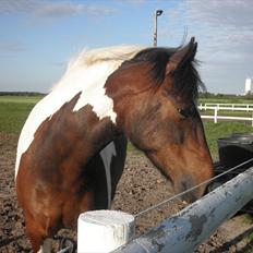 Anden særlig race Balder <3