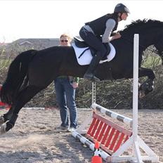 Welsh Cob (sec D) Avalons Monalisa
