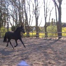 Welsh Cob (sec D) Avalons Monalisa