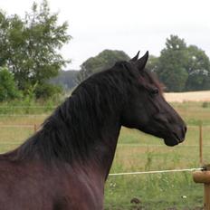 Welsh Cob (sec D) Avalons Monalisa