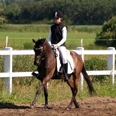 Tysk Sportspony Bonomelli (Kaldt Gonzo) - Solgt