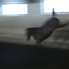 Tysk Sportspony Bonomelli (Kaldt Gonzo) - Solgt