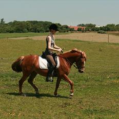 New Forest Maybe Baby