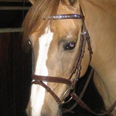 Anden særlig race Golden Amber..Hjemme igen<3