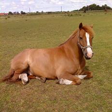 Anden særlig race Pikatju Mitalt!í;<3333333