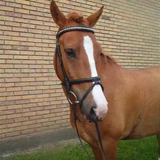 Anden særlig race Pikatju Mitalt!í;<3333333