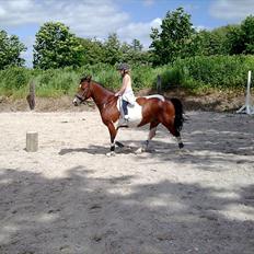 Anden særlig race  bella