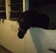 Welsh Pony af Cob-type (sec C) Kokkedals Inkatino