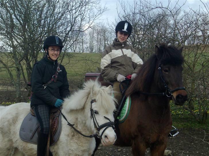 Islænder Jarpur 29/11 2011 - På vej på tur sammen med Amanda og Ringo (: . foto Mutti (: billede 2