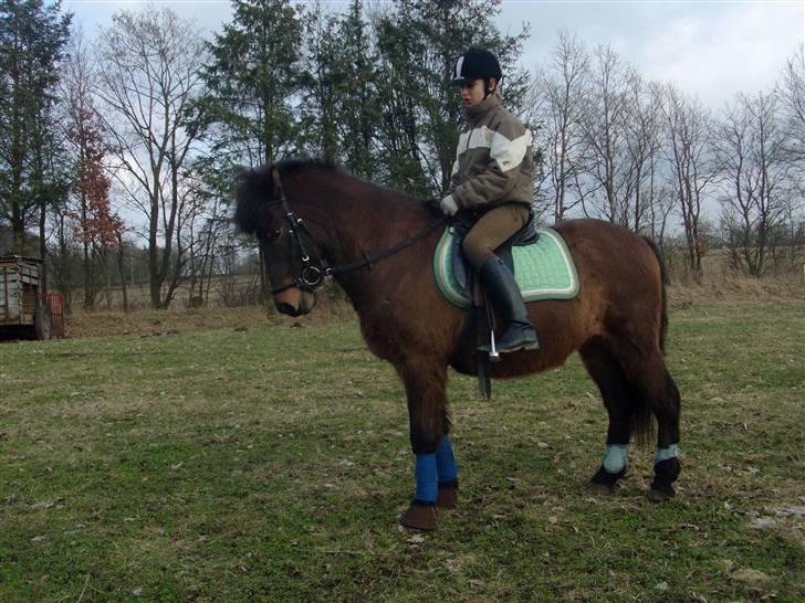Islænder Jarpur 29/11 2011 - Uhh Sumkke (: Foto Amanda.. billede 3