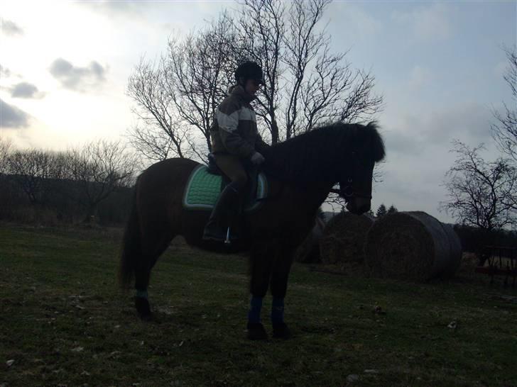Islænder Jarpur 29/11 2011 - Elsker det her billede <3 billede 6