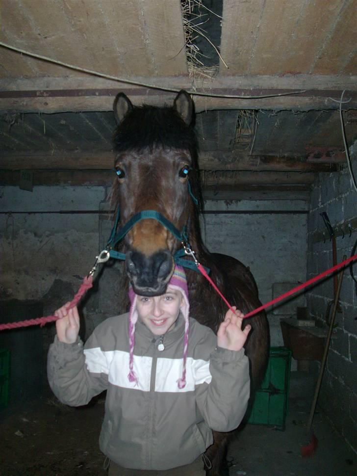 Islænder Jarpur 29/11 2011 - Da ham lige var Kommmet  (: billede 8