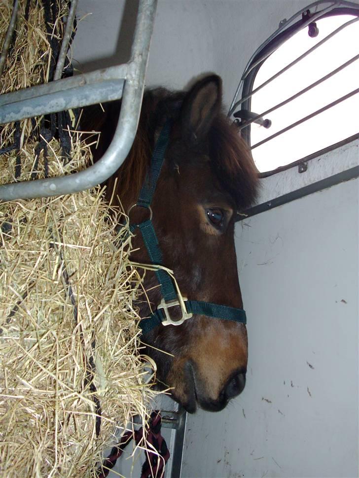 Islænder Jarpur 29/11 2011 - På ´hjem (: billede 9