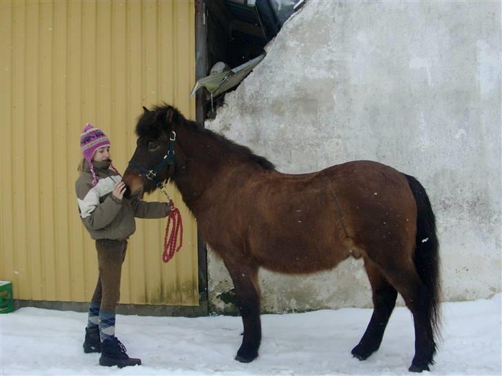 Islænder Jarpur 29/11 2011 - Fuld form .(: billede 11