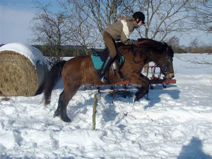 Islænder Jarpur 29/11 2011 - Springer (: billede 12