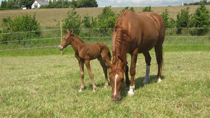 Frederiksborg Corina Birkedal billede 2