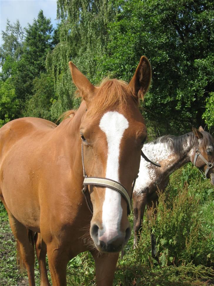 Frederiksborg Mie Bøgelund billede 3