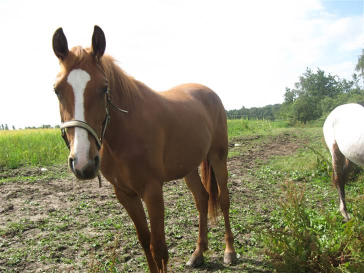 Frederiksborg Mie Bøgelund billede 4