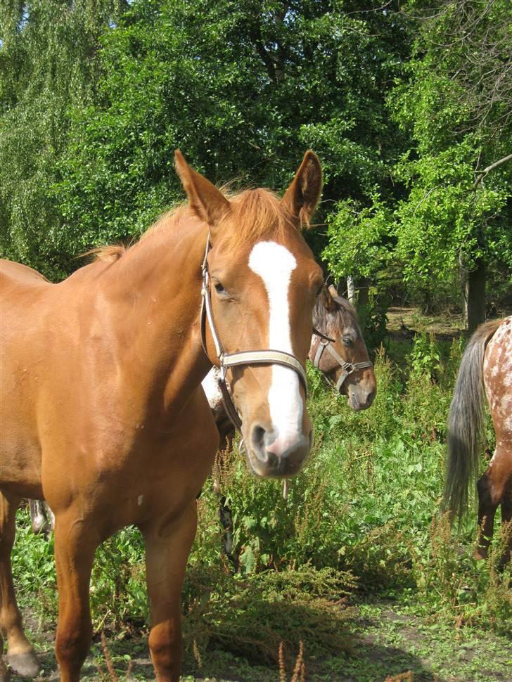 Frederiksborg Mie Bøgelund billede 5