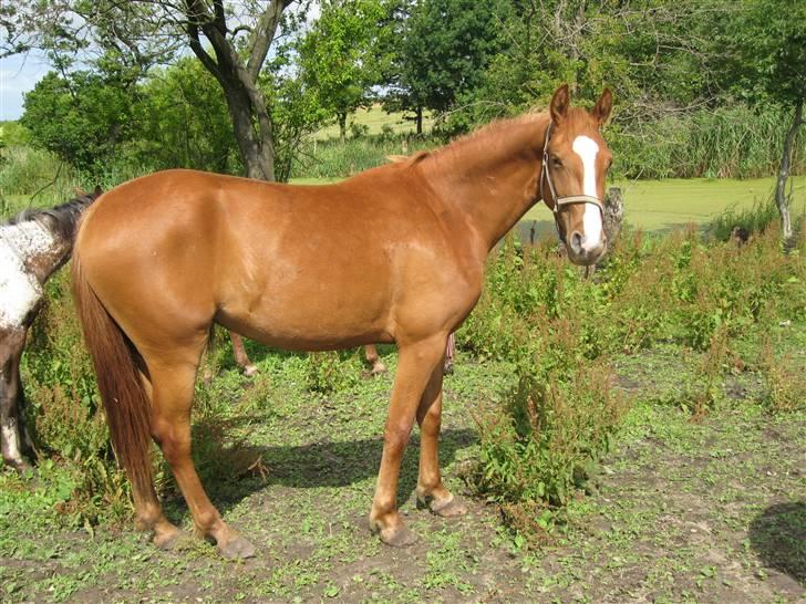 Frederiksborg Mie Bøgelund billede 6