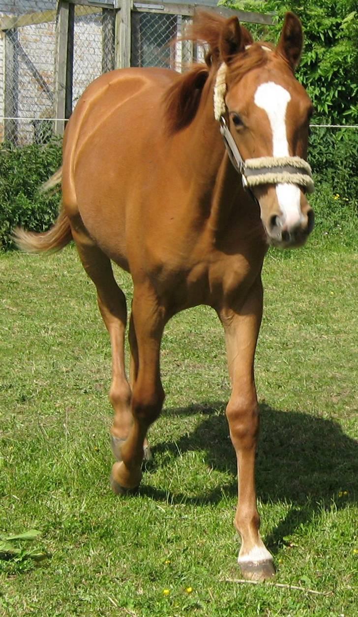 Frederiksborg Mie Bøgelund billede 7