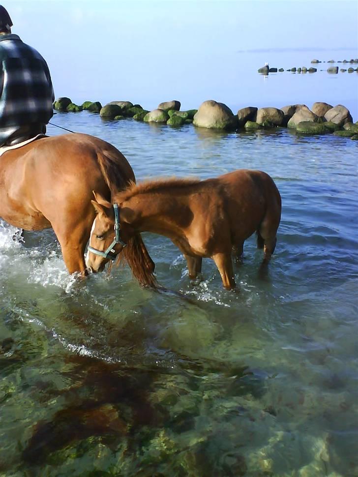 Frederiksborg Mie Bøgelund billede 8