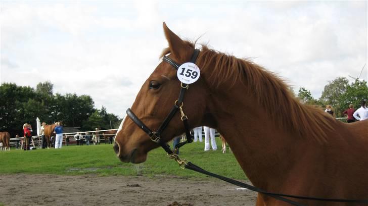 Frederiksborg Mie Bøgelund billede 10