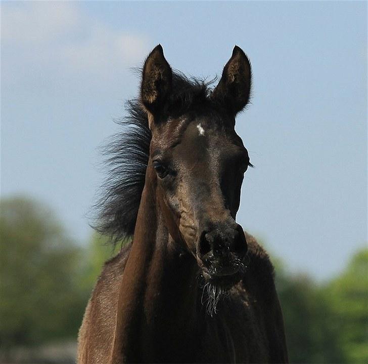Arabisk fuldblod (OX) Dubai Diva D. - SOLGT - billede 1