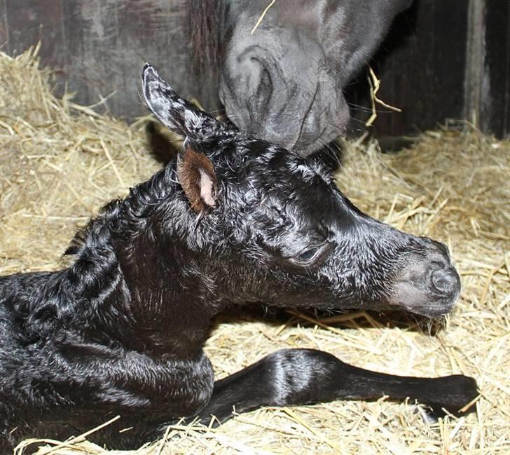 Arabisk fuldblod (OX) Dubai Diva D. - SOLGT - billede 2