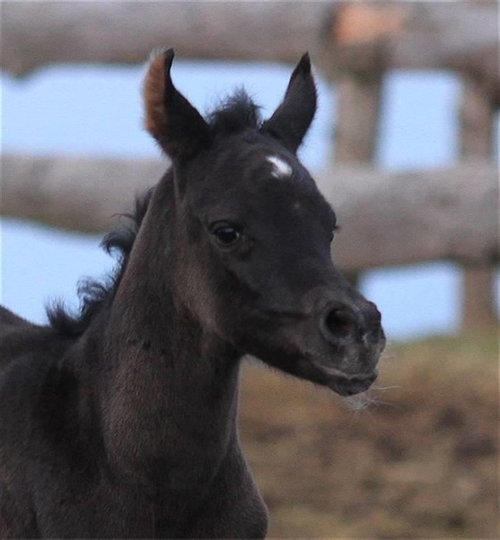 Arabisk fuldblod (OX) Dubai Diva D. - SOLGT - billede 4