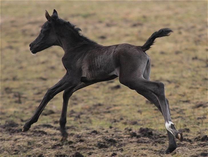 Arabisk fuldblod (OX) Dubai Diva D. - SOLGT - billede 5