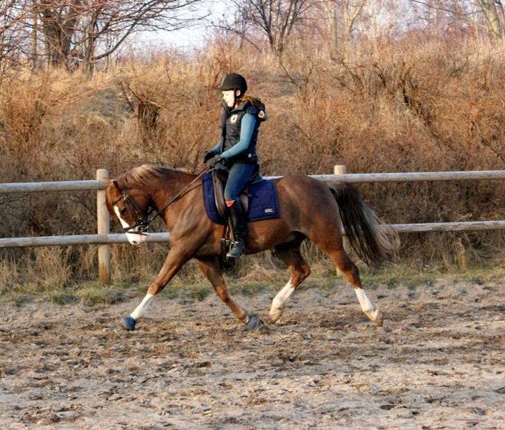 Welsh Partbred (Sec F) Rosengårdens Sodapop SOLGT - 25.3.10 Første gang udendørs(; Foto: Katrine Andreassen billede 17