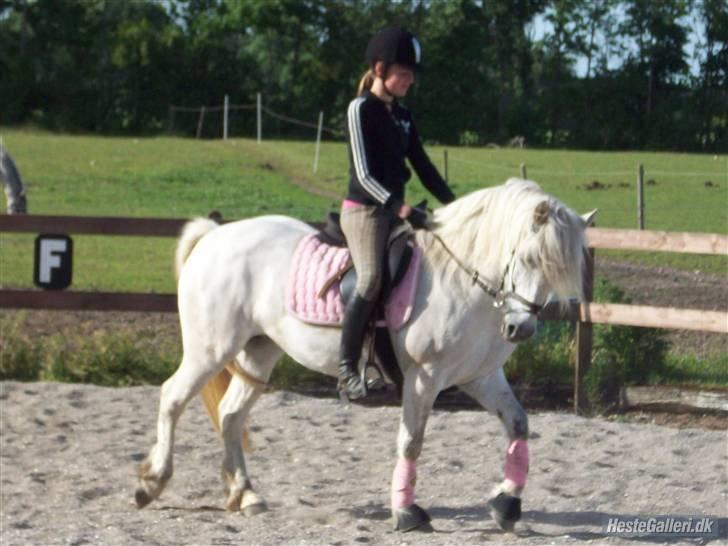 Anden særlig race Amy <3 tidl.part - Undervisning Hos Sahra H billede 2