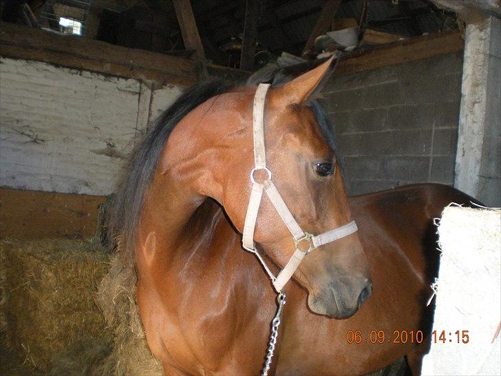 Anden særlig race annabell billede 1