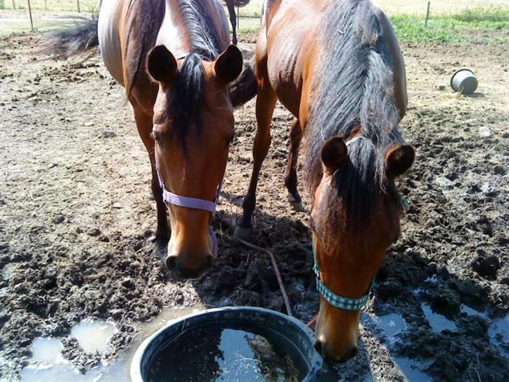 Anden særlig race annabell billede 3