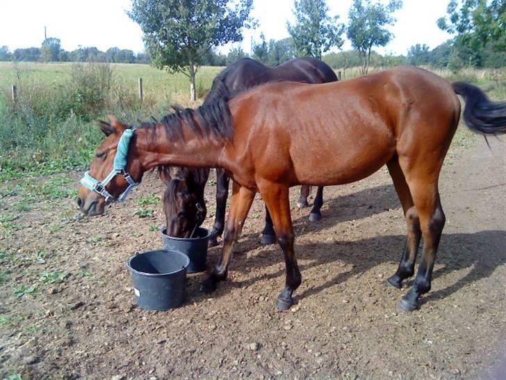 Anden særlig race annabell - lillebror sneg sig lige med billede 4