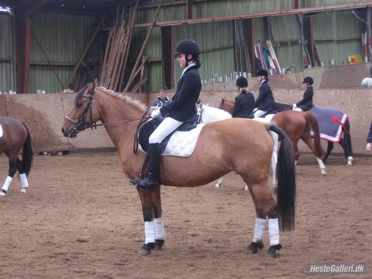 Anden særlig race Bella tidl.part - Billedet er taget Af MICHELLE GREVE NIELSEN/( mig og bella til stævne) billede 1