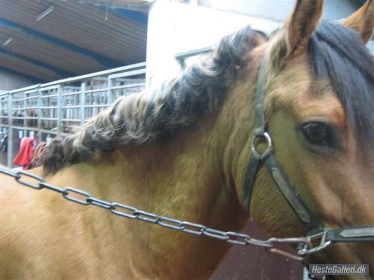 Anden særlig race Bella tidl.part - efter stævnet (: billede 2