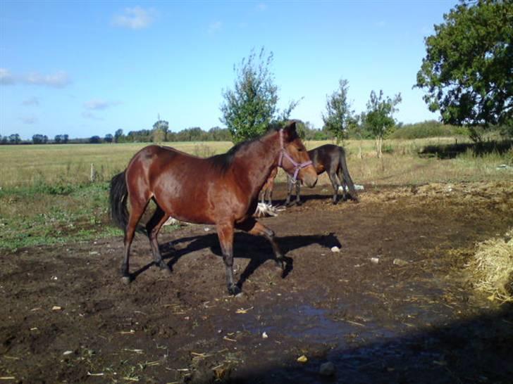 Anden særlig race annabell billede 6