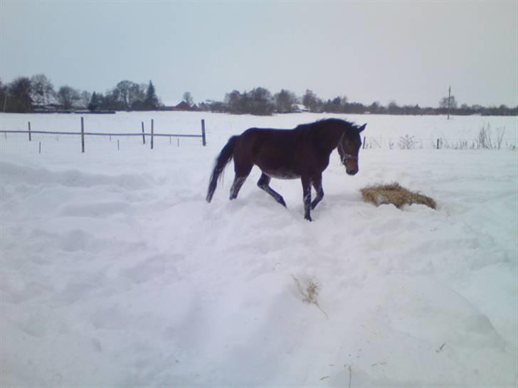 Anden særlig race annabell billede 8