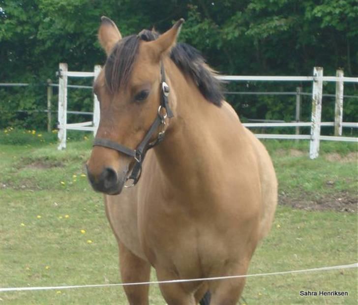Anden særlig race Bella tidl.part billede 3