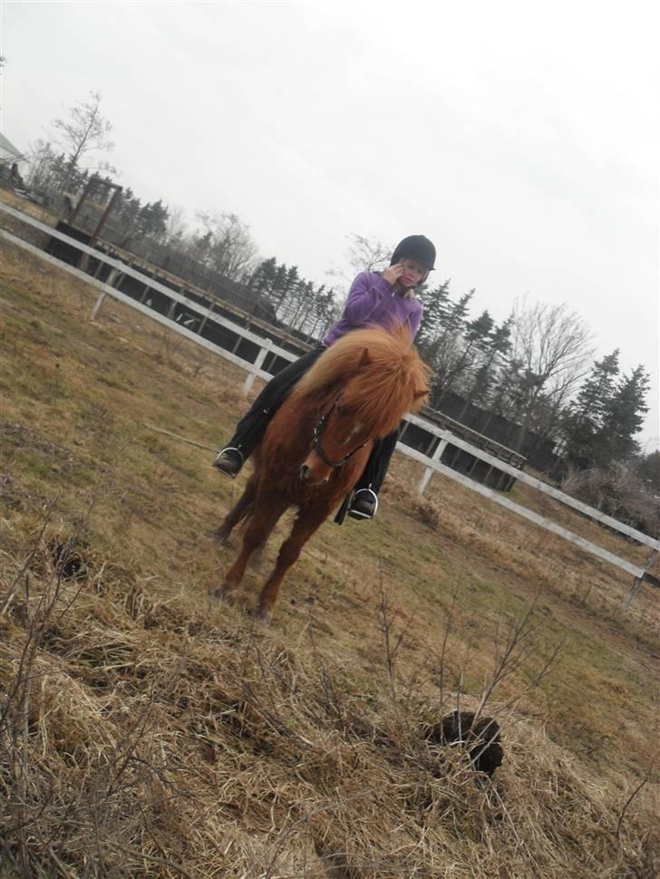 Islænder Röskva fra Vinkelhede billede 8