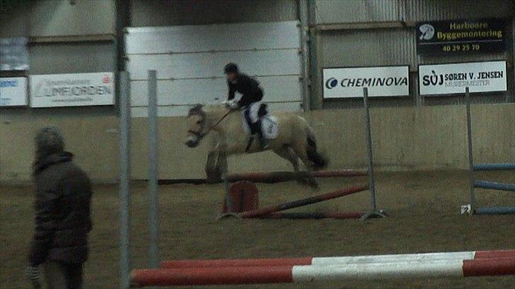 Fjordhest Rico *X-Part* - Velkommen til Ricos profil :D *Rico og mig til vores første springstævne, hvor vi bl.a. rider LD* SÅ STOLT :´) d. 05/03 2011 billede 1