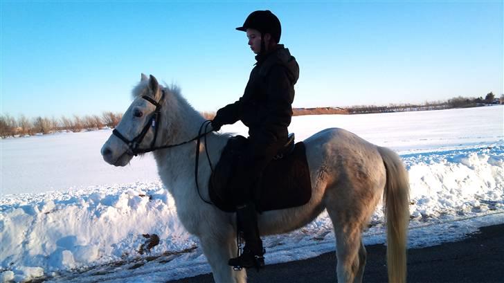 Anden særlig race Feline billede 9